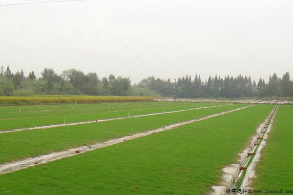 種植高羊茅什么時間打除草劑