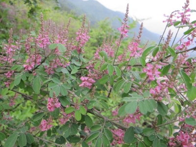 [多花木蘭種子]多花木蘭種子圖片_價格_種植方法