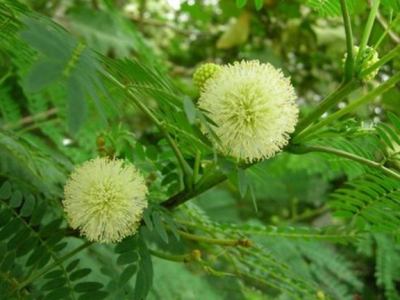 [勒子刺種子]勒子刺種子圖片_價格_種植方法