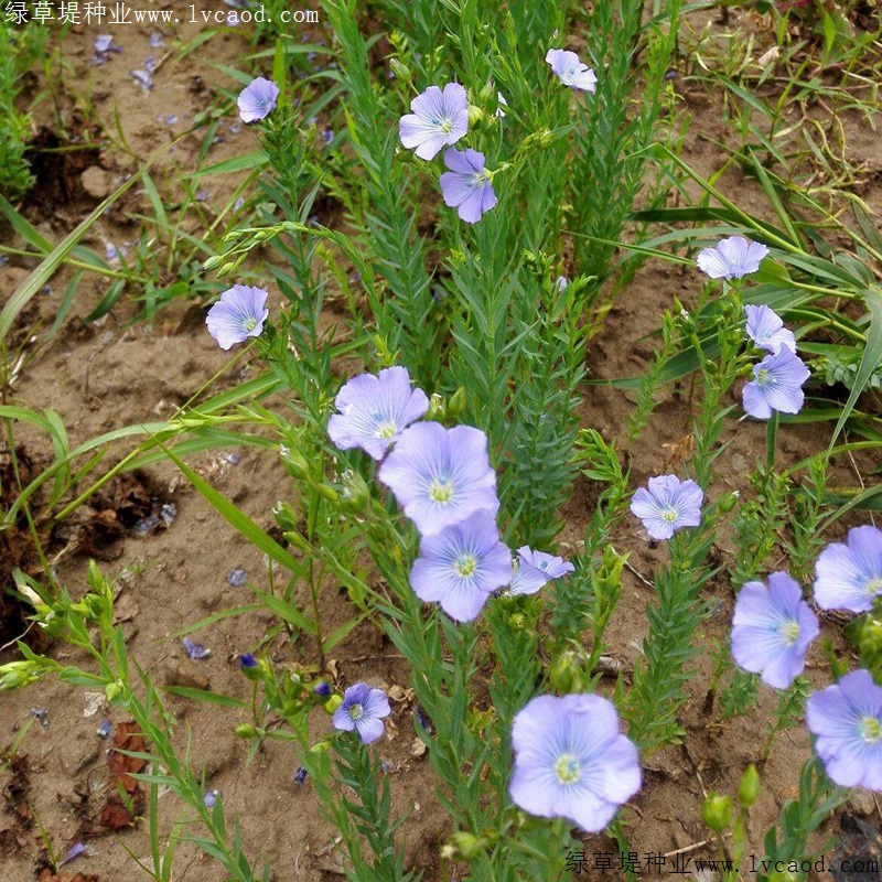 藍花亞麻