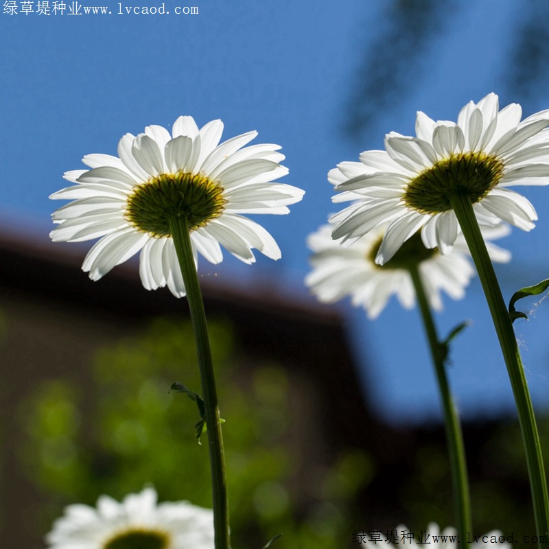 大濱菊