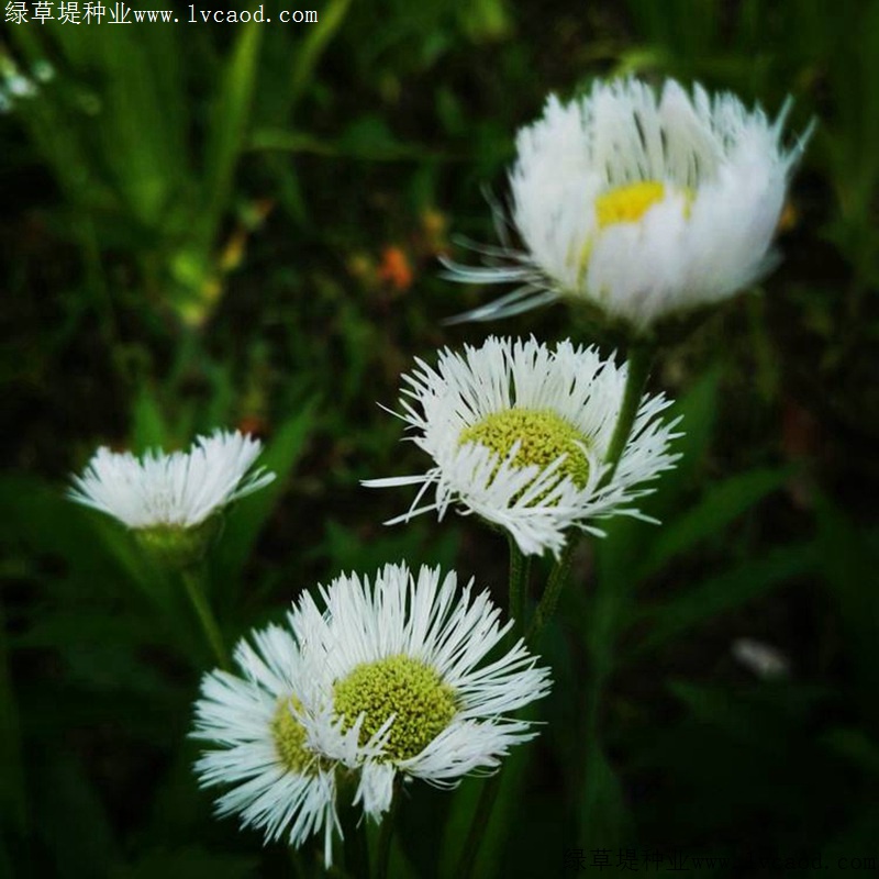 白金菊