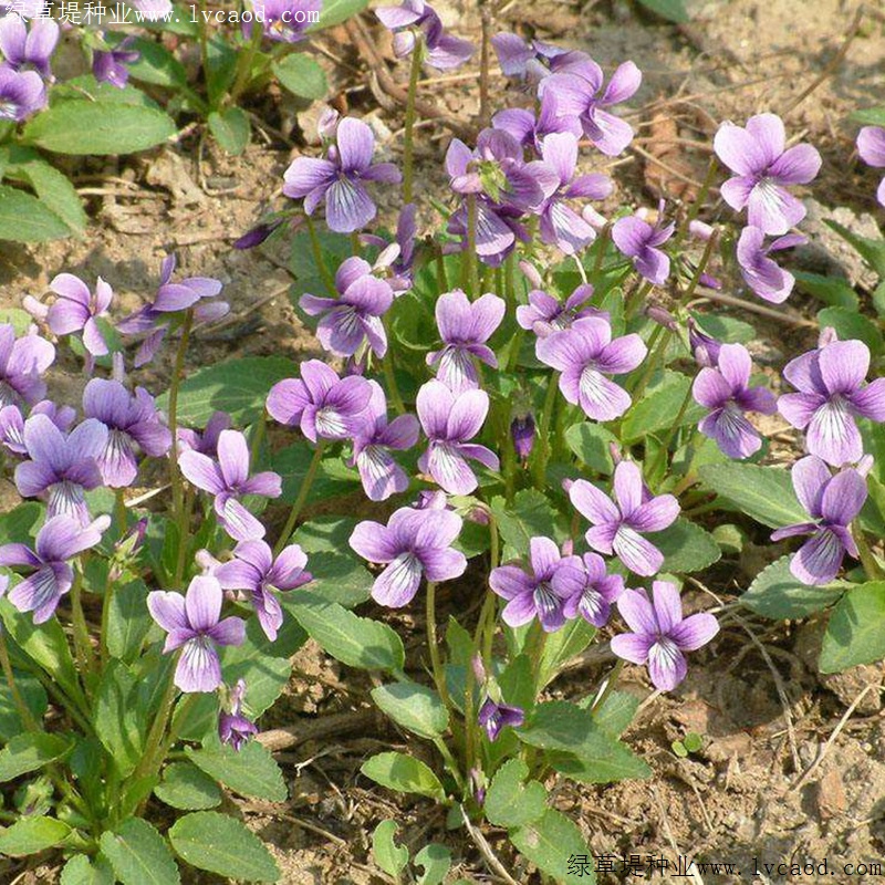 紫花地丁