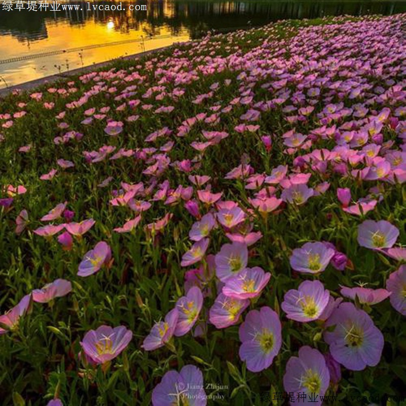 美麗月莧草