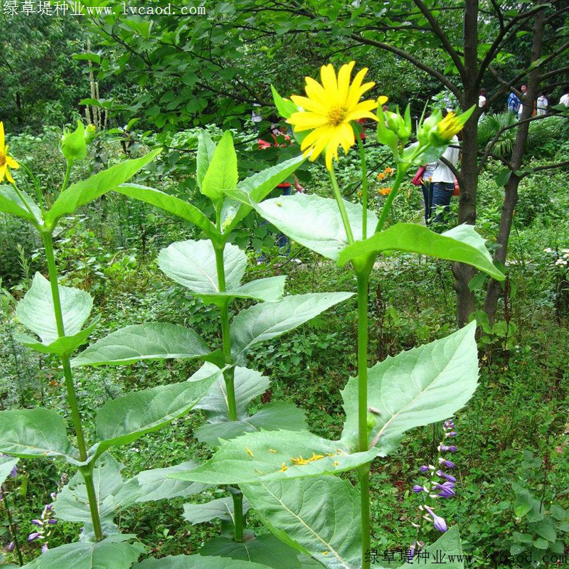 串葉松香草