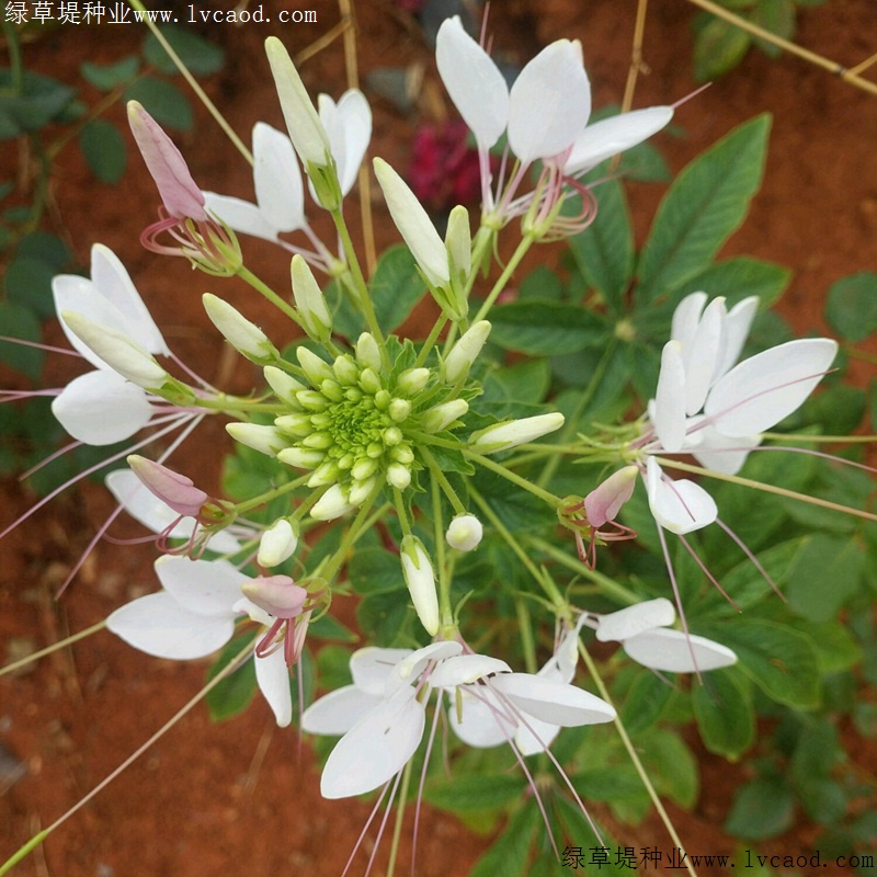 醉蝶花