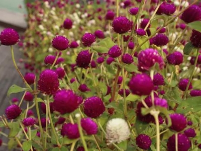 千日紅幾天發芽，播種后會多久開花？