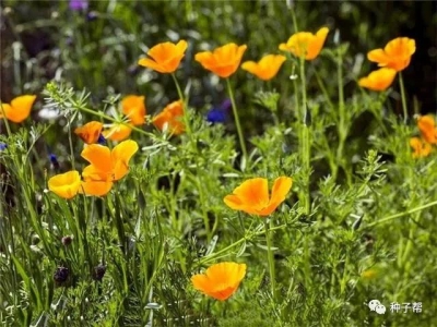 花菱草的種植技術介紹