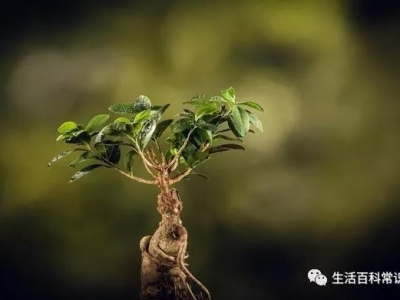 花菱草的種植方法！人參花什么時候播種？