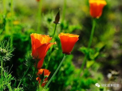 花菱草的栽培技術