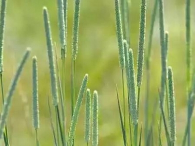 貓尾草的簡介及種植技術