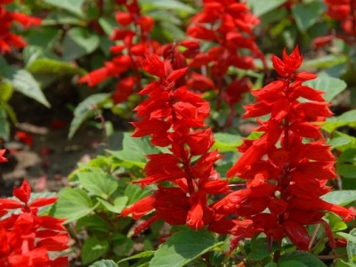 養一串紅，只需掌握3點技巧，花開“紅紅火火”