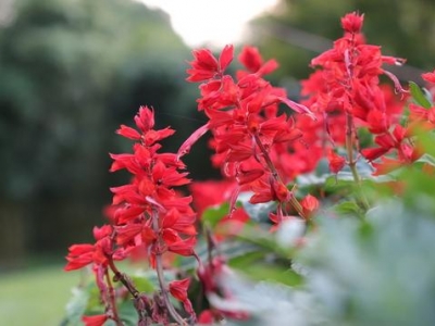 “一串紅”播種正當時，注意防治病蟲害，夏天陽臺添色彩