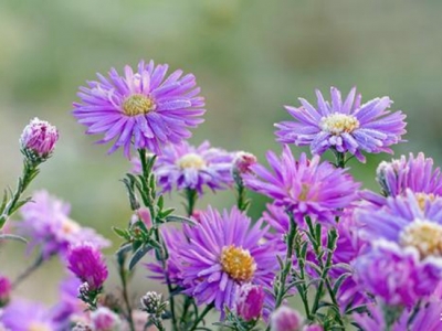 茼蒿菊——簡單幾步 打造球形花海，花開爆盆、花開不斷 滿花園