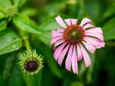 如何種植松果菊，學會這3大項，鳥語花香指日可待