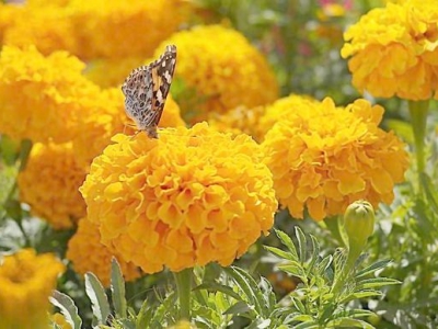 花開鮮艷極易養活，花期長的萬壽菊，該如何育苗栽種開出好花