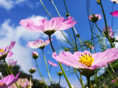 波斯菊種子種植步驟及要點