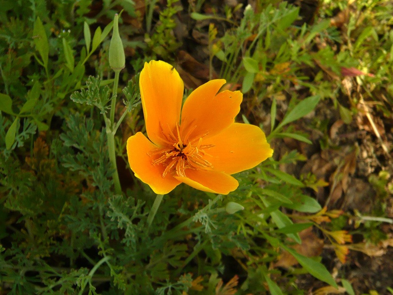 花菱草