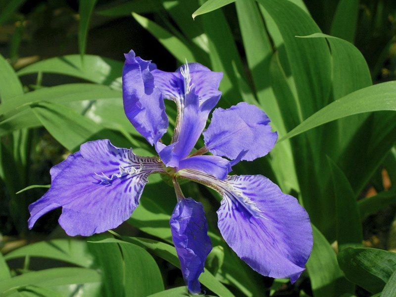 藍花鳶尾