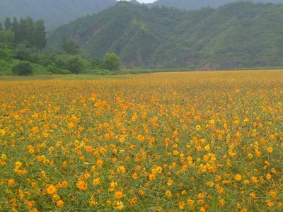 硫華菊花語是什么，代表了什么？