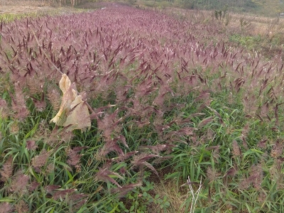 糖蜜草種子應該去哪兒買？