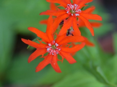 剪秋羅花期有多久、花朵開的時間長嗎