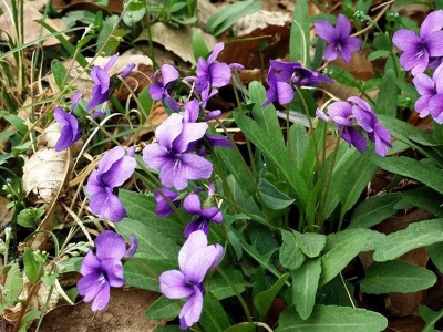 紫花地丁幾天發芽，幾天開花?