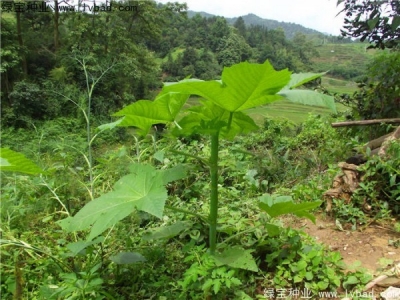 紅色蓖麻種子幾月份播種發芽率會更高