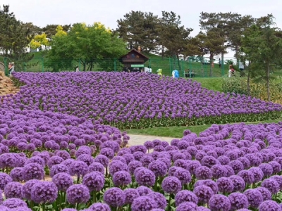 花蔥種子幾月份播種它的發芽率會更高