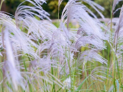 野芒草什么時候開花？