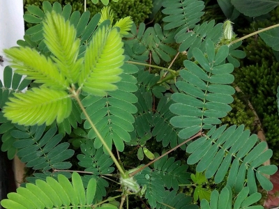 含羞草種子應該去哪兒購買？