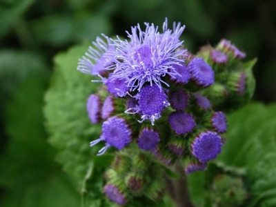 藿香薊什么時候發芽，幾天開花？