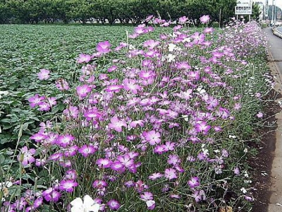 麥仙翁的花期是什么時候？