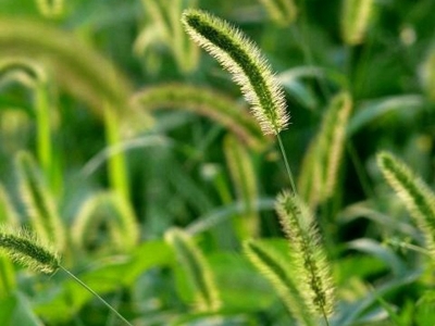 狗尾草發芽和開花的時間是什么時候？