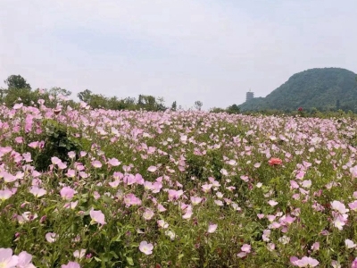 美麗月見草是多年生草本植物嗎？