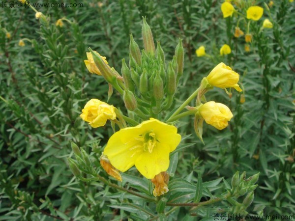 夜來香種子發芽出苗開花圖片