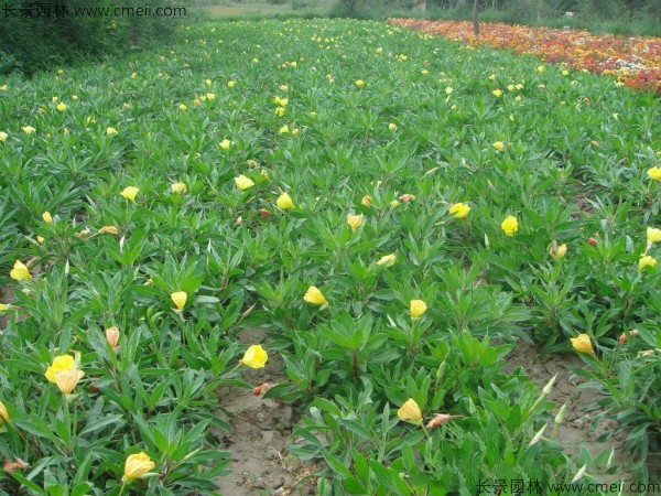 夜來香種子發芽出苗開花圖片