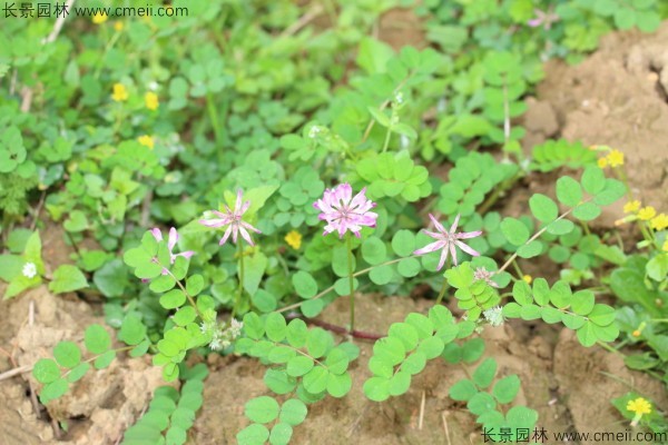 小冠花種子發芽出苗開花圖片