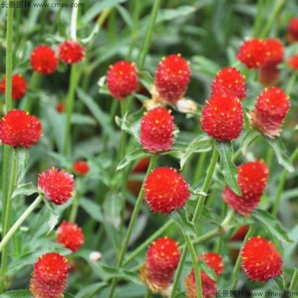 千日紅種子發芽出苗開花圖片