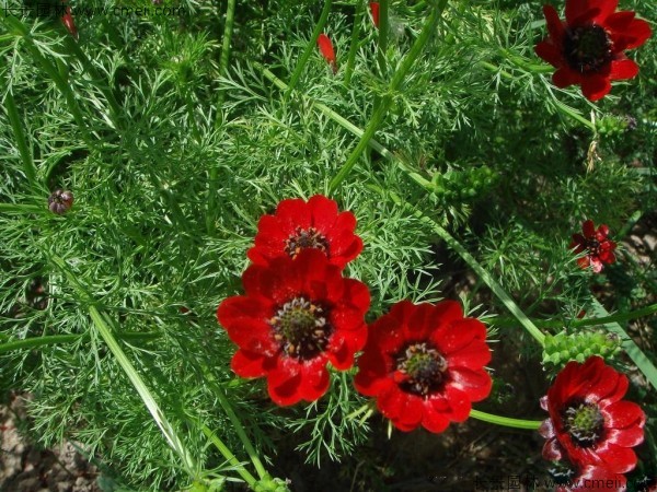 福壽花種子發芽出苗開花圖片