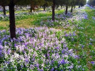 二月蘭春天播種當年開花嗎