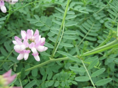 小冠花幾天發芽，播種后多久開花