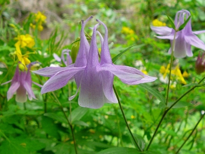 耬斗菜是多年生草本植物么？