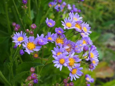 紫菀種子的發芽開花時間