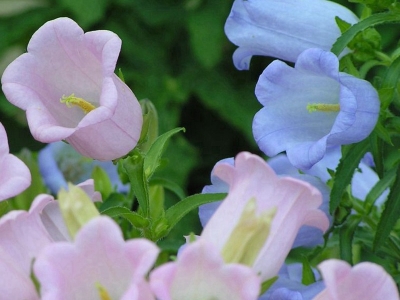 風鈴花的開花時間