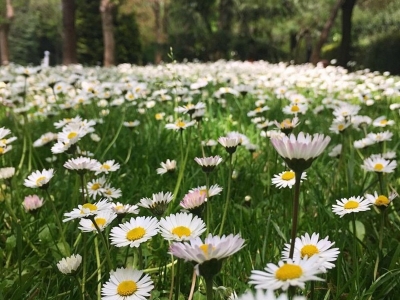 雛菊幾天發芽多久開花？