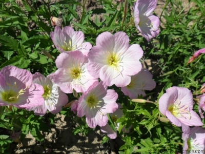 月莧草幾月開花？月莧草花期是幾月份?