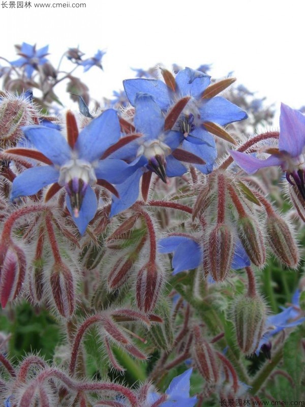 琉璃苣種子發芽出苗開花圖片