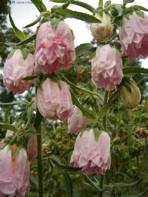 風鈴花種子發芽出苗開花圖片