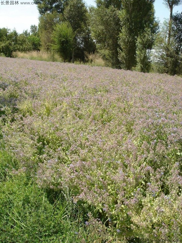 琉璃苣種子發芽出苗開花圖片